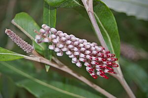 Grevillea Coastal Glow (G. barklyana subsp. macleayana x G. aspleniifolia)