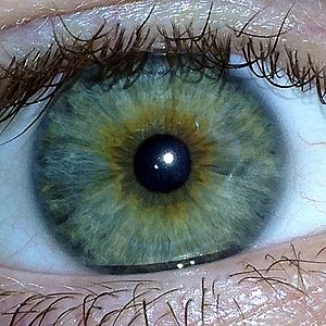 Bluish hotsell green eyes