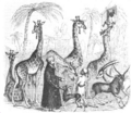 Illustrirte Zeitung (1843) 10 154 1 Die Giraffen und Antilopen mit ihren nubischen Wärtern in London