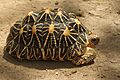 Indian star tortoise (2016) 7365