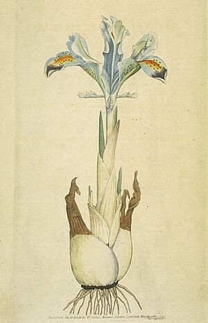 Iris persica (Sowerby)