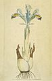 Iris persica (Sowerby)