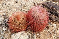 Joshua Tree NP - Barrel Cactus -2