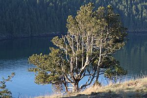 Juniperus maritima 5801.JPG