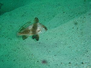 Juvenile Baardman at Castle Rocks DSC03992
