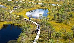 Kemeri Bog