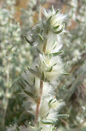 Krascheninnikovia lanata 3