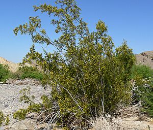 Larrea tridentata 7