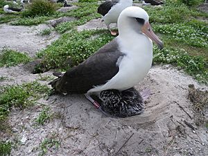 Laysan albatross fws