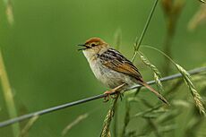 Levaillant's Cisticola - South Africa S4E7688 (17294752566)