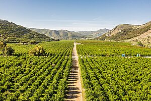 Mark Skovorodko Photography - San Pascual Valley Orchard Escondido