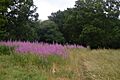 Marshalls Heath 7