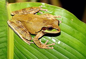 Masked-Tree-Frog