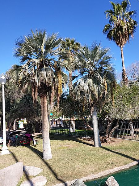 MatureBraheaArmataAZ