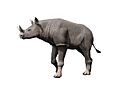 Menoceras NT small