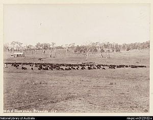 Mob of black sheep, Braeside, 1894