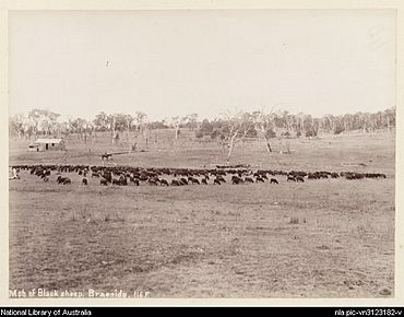 Mob of black sheep, Braeside, 1894.JPG
