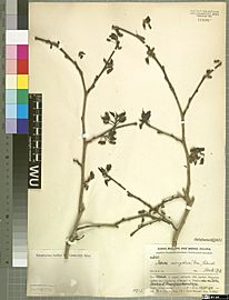 Morus mongolica (dried) University of Vienna Institute for Botany Herbarium 2