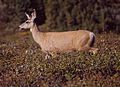 Mule Deer at Clearwater Pass 2