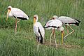 Mycteria ibis -Lake Nakuru National Park, Kenya -four-8
