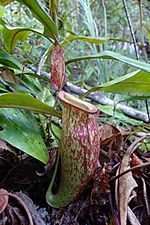 Nepenthes ampullaria x mirabilis