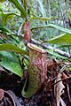 Nepenthes ampullaria x mirabilis
