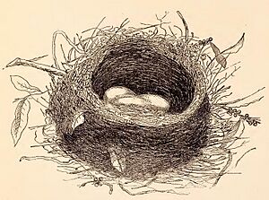 Nest of Tui (Prosthemadera novae zeelandiae)