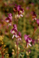 Northern monkshood purple