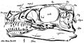 Ornitholestes skull