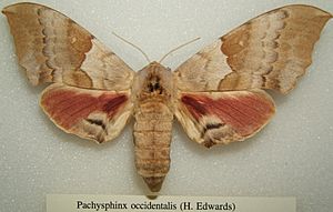 Pachysphinx occidentalis sjh.JPG