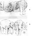 Petrus Camper - The Indian Elephants Hans and Parki Belonging to the Managerie of Stadholder Willem V