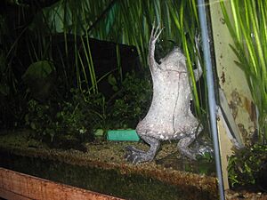 Common Surinam toad Facts for Kids