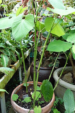 Piper sanctum - Conservatory of Flowers - San Francisco, CA - DSC03196.JPG