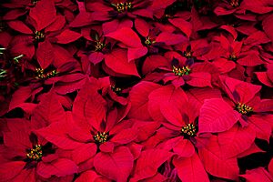 Poinsettia (5843430096)