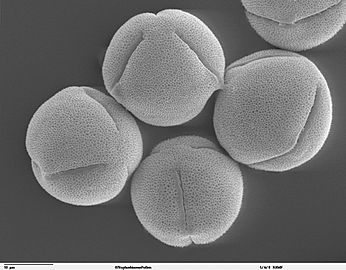 Pollen Ricinus communis sanguineus
