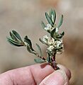 Polygonum shastense held white