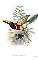 Pteroglossus sturmi Gould & Richter