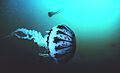 Purple striped jellyfish, Pelagia panopyra, MBNMS