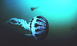 Purple striped jellyfish, Pelagia panopyra, MBNMS