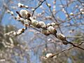 Pussy willow branch