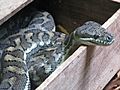Python Australia Zoo