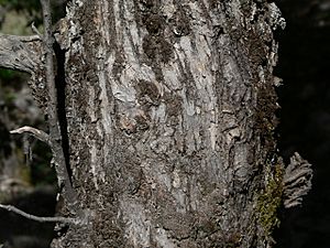 Quercus chrysolepis 08567