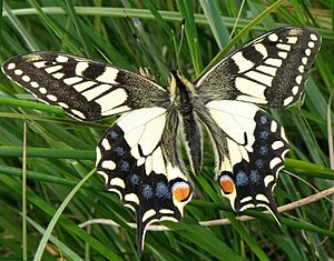 RSPB Strumpshaw Fen Norfolk Swallowtail