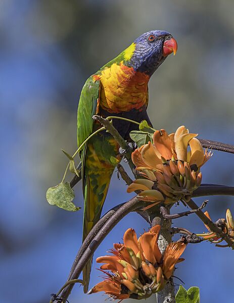 Rainbow lorikeet (Trichoglossus moluccanus moluccanus) Sydney