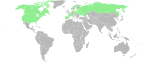 Range map-Senecio congestus-World.svg