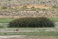 Reno coyote