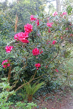 Rhododendron griersonianum hybrid - Trengwainton Garden - Cornwall, England - DSC02508