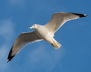 Ring-billed gull in flight over Bush Terminal Park (85214)