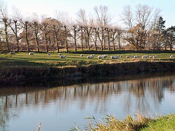 River Rother with sheep and pollarded willows - geograph.org.uk - 45128.jpg