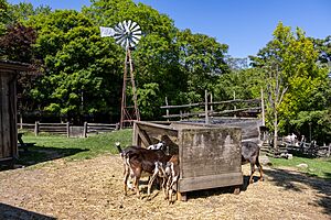 Riverdale Farm, Toronto, June 16 2025 (12).jpg